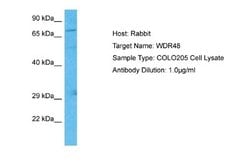 UAF1/WDR48 Rabbit anti-Human, Polyclonal, Novus Biologicals 0.1 mL | Buy Online | Novus Biologicals | Fisher Scientific